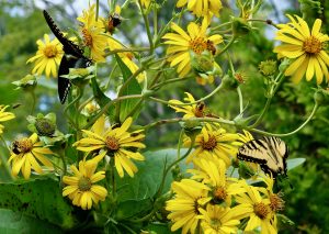 What’s Blooming at the WVBG?